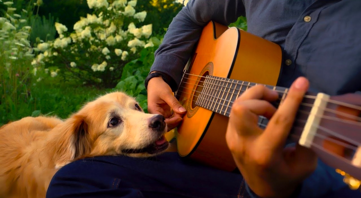 Музыкальный пес. Фото собак с музыкой. Музыкальная собака Россия. Выступления с собаками под музыку.