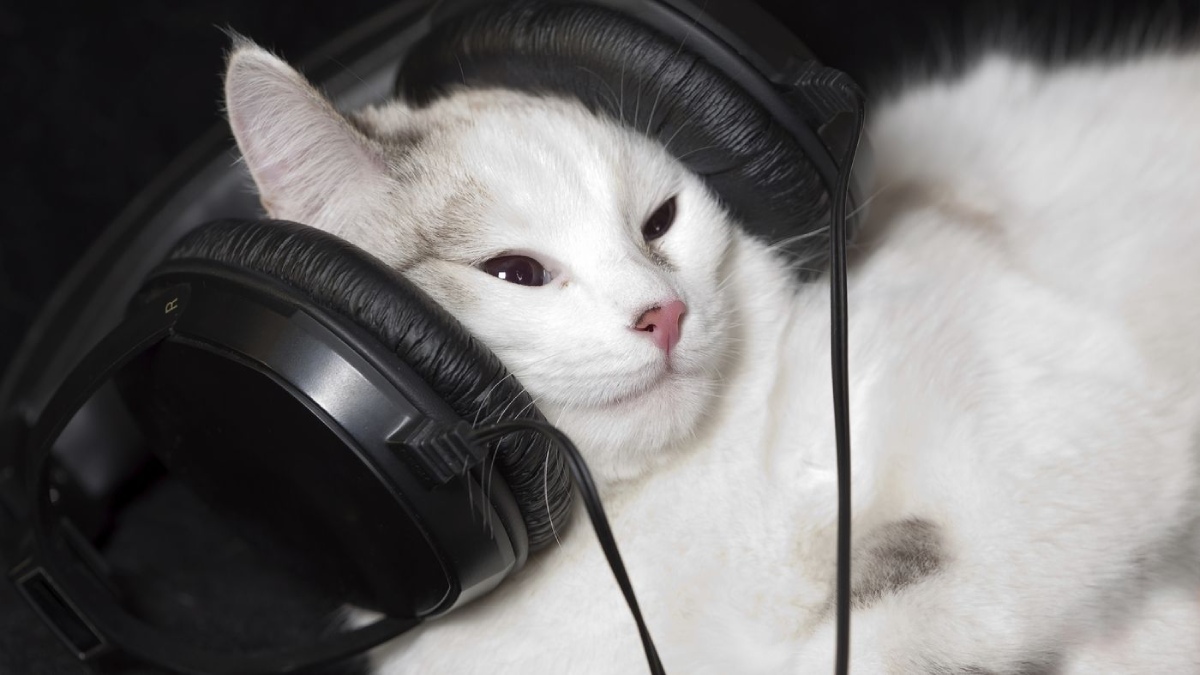 Eine Katze mit Kopfhörern