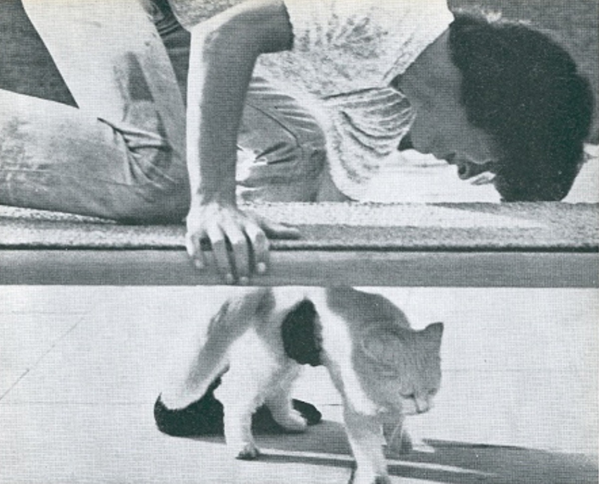 John Lennon y el gato